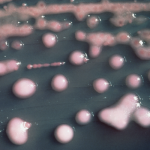 Infection Control